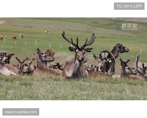50余只马鹿结队奔跑祁连山